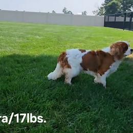 Debra - Cavalier King Charles Spaniel