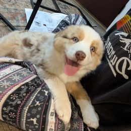 Australian Shepherd Puppies from Winter River Farms Australian Shepherds