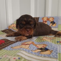 Sam - Chocolate male Cavalier King Charles Spaniel puppy in Marshfield, Missouri from Clearview Kennels