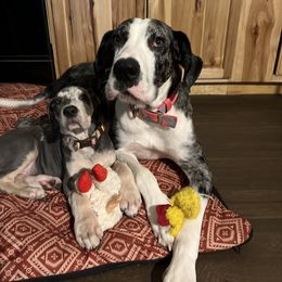 Great Dane Puppies from BkB’s House of Danes