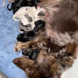 Dachshund Puppies from Winnie’s Royal Doxies