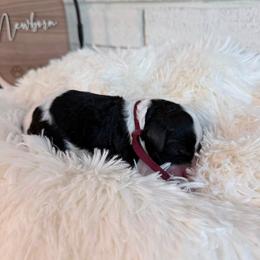 Jessie - Parti female Labradoodle puppy in Bryantown, Maryland from Doodles on Duty