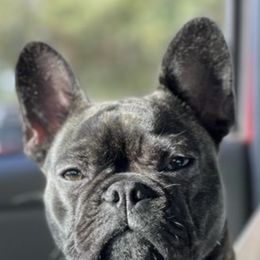 French Bulldog Puppies from Monarchy's Finest French Bulldogs