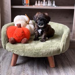 Olive - Sable female Goldendoodle puppy in Winter Park, Florida from Doodles & Poodles by Tiki