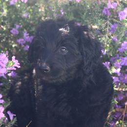 Olive - Black female Labradoodle puppy in Apache Junction, Arizona from Loving Doodle