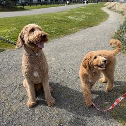 Goldendoodle All Grown Up from Dawnie’s Doodles