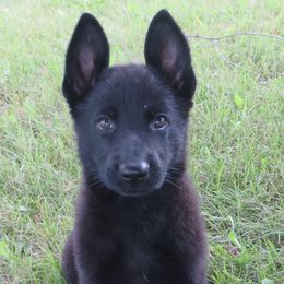 Girl 4 - Black German Shepherd puppy in Upland, Indiana from Pinegrove German Shepherds