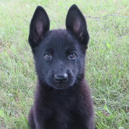 Girl 4 - Black German Shepherd puppy in Upland, Indiana from Pinegrove German Shepherds