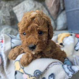 Lyle - Red male Bernedoodle puppy in Blackfoot, Idaho from Draper Mountain Doodles