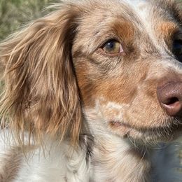 Cooper - Dachshund