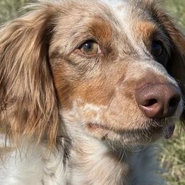 Cooper - Dachshund
