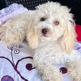 Lily - White female Poodle puppy in Hephzibah ( Richmond County ), Georgia from Healing Pawz LLC