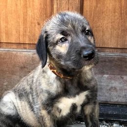 Irish Wolfhounds from Salish Irish Wolfhounds