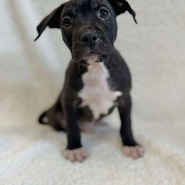 Seal Male - Seal brown American Pit Bull Terrier puppy in Nine Mile Falls, Washington from Bartin Kennels