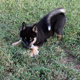 Bailey - Tri-color male Pomsky puppy in La Vergne, Tennessee from Atencio Pomsky