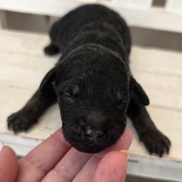 Peter - Phantom male Goldendoodle puppy in Decatur, Tennessee from Diamond's Doodles