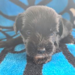Ppm1 - Black white and tan male Chinese Crested puppy in New Castle, Pennsylvania from Long Haul Cresteds & Long Rotts