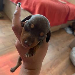 Cherry - Chocolate and tan female Dachshund puppy in Yuba City, California from The Navarro Furbabies