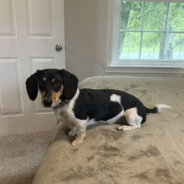 Dill Pickles - Piebald male Dachshund puppy in Hartsville, Tennessee from B+B Co Miniature Dachshunds