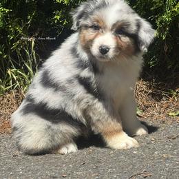 Ledger- blue Merle male 6 - Blue merle male Australian Shepherd puppy in Chehalis, Washington from Wandering Acres Ranch