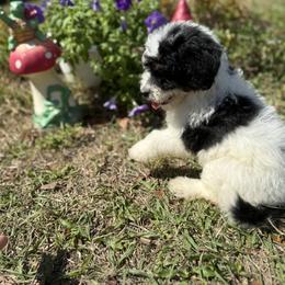 Carol - Parti female Goldendoodle puppy in Jacksonville, Florida from Dandelion Doodles