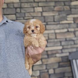 Cy - Red male Cavapoo puppy in Apple Creek, Ohio from Grandeur Valley Puppies