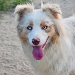 Dolly - Australian Shepherd