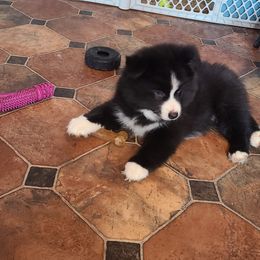 Pomsky Puppies from Ultimate Pomskies LLC