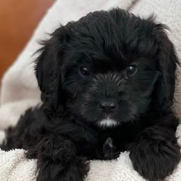 Ash - Black Cavapoo puppy in Utah from Squaw Peak Puppies