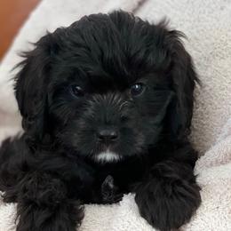 Ash - Black Cavapoo puppy in Utah from Squaw Peak Puppies