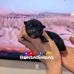 ITSU - Black and tan male Shiba Inu puppy in Minnesota from BonsaiShibas