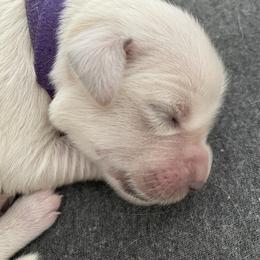 Purple - Light golden female Golden Retriever puppy in Williamsport, Maryland from Feather Fletched English Goldens