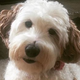 Gigi - Australian Labradoodle