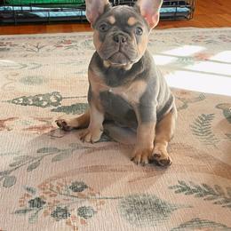 French Bulldog Puppies from Gichigami French Bulldogs