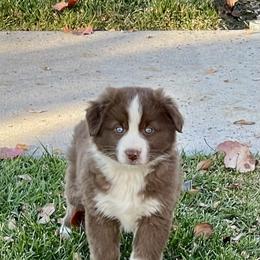 Ruby - Red & white female Miniature Australian Shepherd puppy in California from Eagle River Aussies