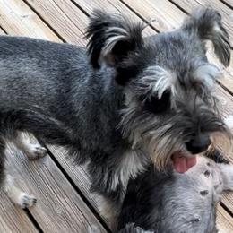 Miniature Schnauzers from Teresa's Miniature Schnauzers