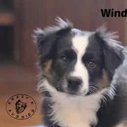 Wind - Black tri female Miniature Australian Shepherd puppy in Garden Plain, Kansas from Krazy K Aussies