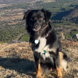 Australian Shepherds from Shelby McDonald