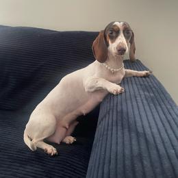 Trixie - Dachshund