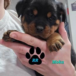 Moka - Black and mahogany female Rottweiler puppy in Tangent, Oregon from Raya's Royals