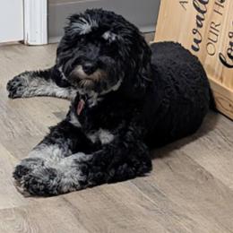 Cavapoo Puppies from Woodland poodles and Cavapoos
