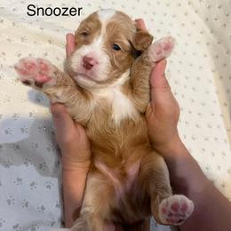 Snoozer - Caramel red male Australian Labradoodle puppy in Alamo, Texas from QuiSal Labradoodles