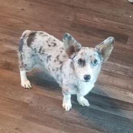 Fancy - Pembroke Welsh Corgi