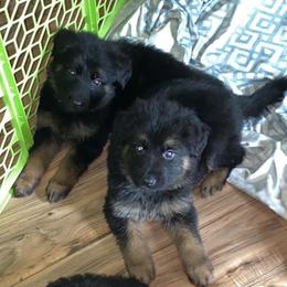 German Shepherd Puppies from Bell’s Shepherd Acres