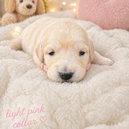 Girl 5 Bunny - Light golden female Golden Retriever puppy in Angier, North Carolina from Howard's Retrievers