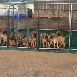 Rhodesian Ridgeback Puppies from Chilolo