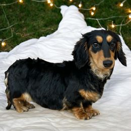 Maple - Dachshund