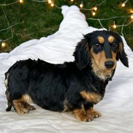 Maple - Dachshund