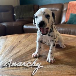 Anarchy - LUA - White and black female Dalmatian puppy in Mount Vernon, Missouri from Spots & Spirals