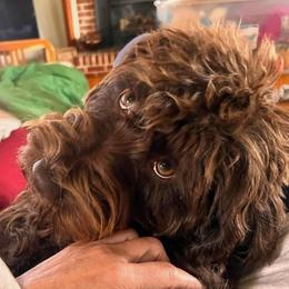 Bear - Australian Labradoodle